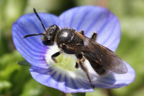 Lasioglossum sp.